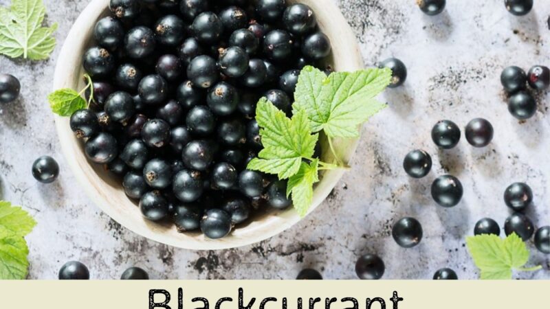 Blackcurrant in USA