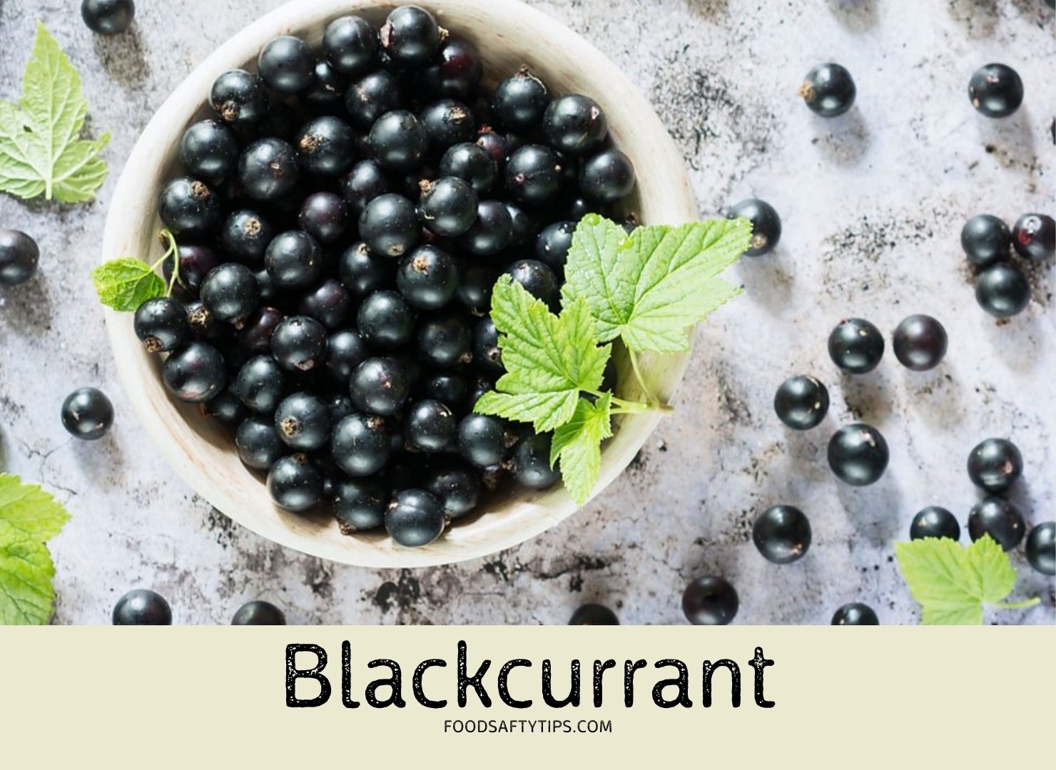 Blackcurrant in USA